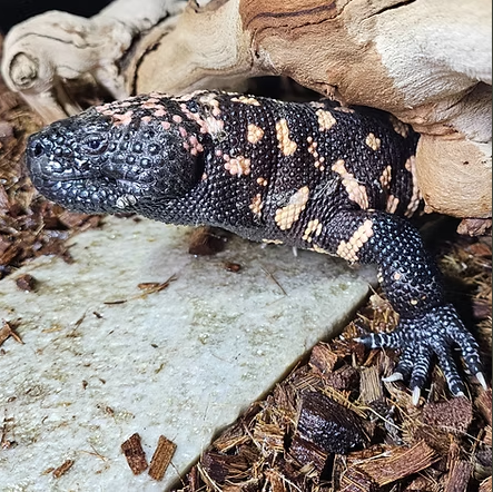 Gila monster photo